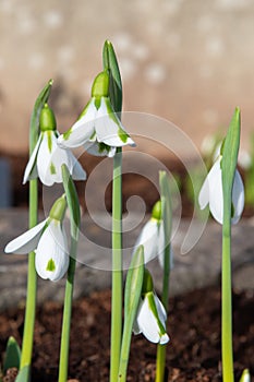 Galanthus South Hayes snowdrops