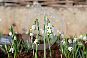 Galanthus Turncoat snowdrops