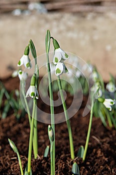 Galanthus Turncoat snowdrops