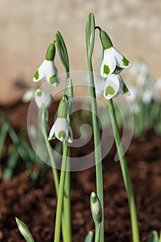 Galanthus Turncoat snowdrops