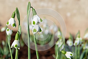 Galanthus Turncoat snowdrops