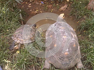 Galapago and morrocoy Venezuelans photo