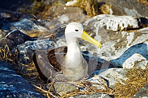 Galapagos Albatross photo