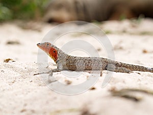 Galapagos Albemarle Lava Lizard Microlophus albemarlensis