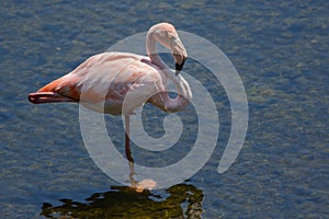 Galapagos American Flamingo portrait