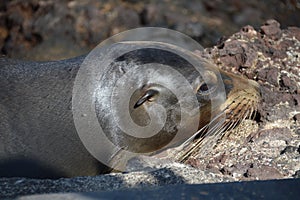 Galapagos Baby Sea LionÂ´s head