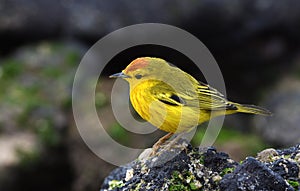 Galapagos birds 19 photo