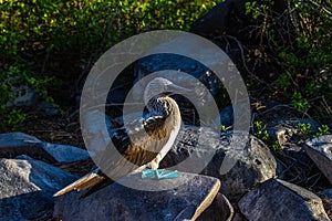 Galapagos Blue Footed Bobby on a Rock