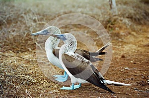 Galápagos azul cabras 