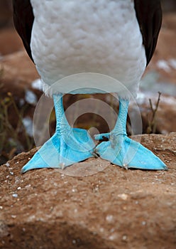 Galapagos blue-footed booby