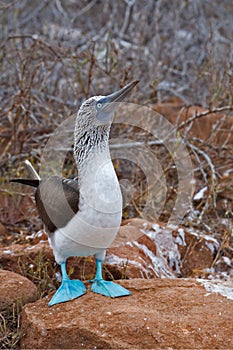 Galapagos blue-footed booby photo