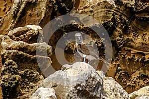 Galapagos blue footed booby