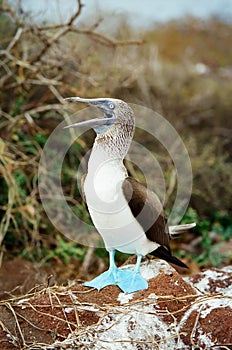 Galapagos Blue Footed Booby calling for a mate