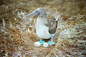 Galapagos Blue Footed Booby and eggs