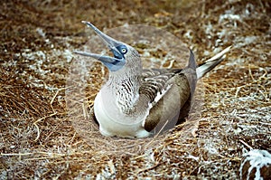 Galapagos Blue Footed Booby and eggs photo