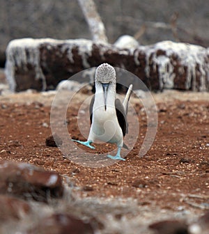 Galapagos blue footed booby eyes off mate