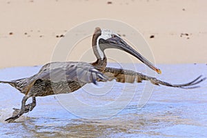 Galapagos Brown Peleican Taking Flight photo