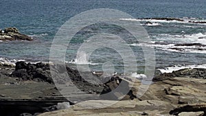 Galapagos Brown Pelican flying along the coastline