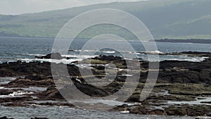 Galapagos Brown Pelican flying along the coastline