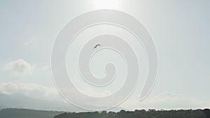 Galapagos Brown Pelican flying along the coastline