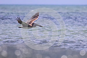 Galapagos brown pelican flying over the sea water