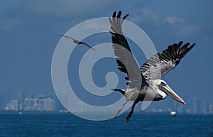 a Galapagos Brown Pelican flying over the water with birds flying overhead