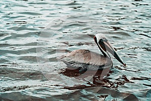 A Galapagos Brown Pelican swimming in water