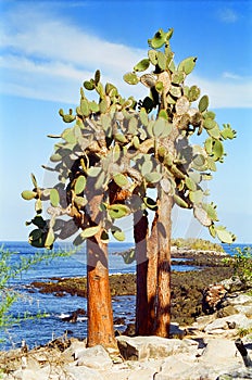 Galapagos Cactus tree photo