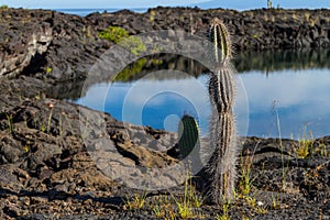 Galapagos Cactus