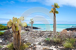 Galapagos coast