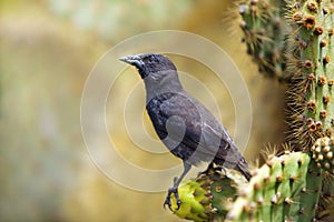 Galapagos Common Cactus Finch photo