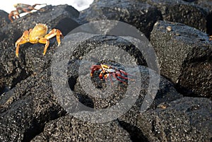 Galapagos crab