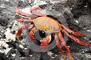 Galapagos Crab photo