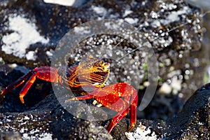 Galapagos Crab Spitting