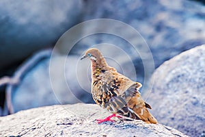 Galapagos dove in Espanola island. photo