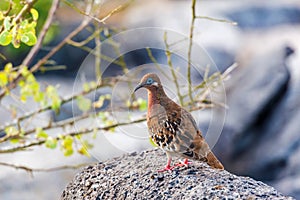 Galapagos dove in Espanola island.