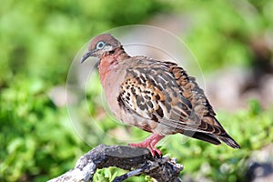 Galapagos Dove on Genovesa Island, Galapagos National Park, Ecuador