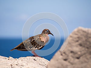 Galapagos Dove, Zenaida galapagoensis photo