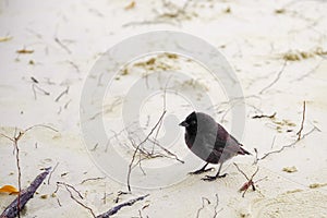 Galapagos Finch Geospiza fortis male perched on a white sand in Santa Cruz, Galapagos Islands