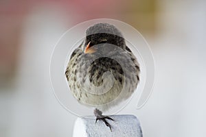 Galapagos Finch photo