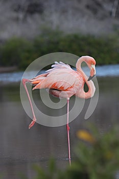 Galapagos Flamingo extends leg