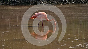 Galapagos flamingo foraging in a salt lake