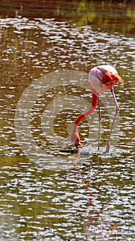 Galapagos flamingo foraging in a salt lake