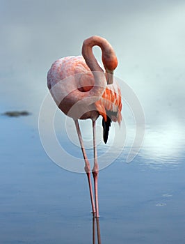 Galapagos Flamingo grooming