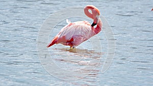 Galapagos flamingo with its neck bent in a salt lake