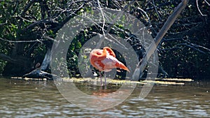 Galapagos flamingo with its neck bent in a salt lake