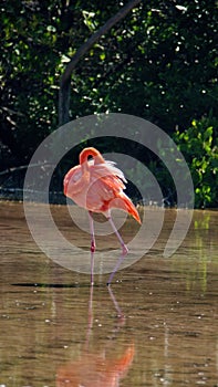 Galapagos flamingo preening in a salt lake