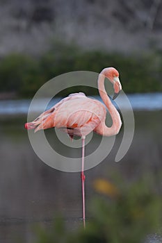 Galapagos Flamingo at rest photo