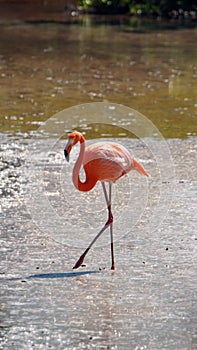 Galapagos flamingo in a salt lake