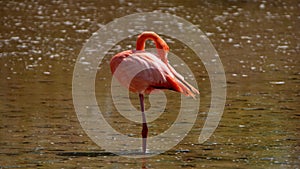 Galapagos flamingo in a salt lake